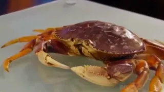 Gordon Ramsay Challenges Vegan to kill a Crab