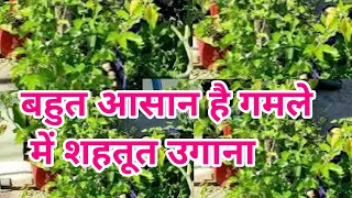 how we grow Mulberry plant in container