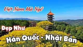 Tu Viện Bát Nhã (BẢO LỘC. Lâm Đồng). Mùa Hoa Phượng Vàng. Hoa Điệp Vàng.