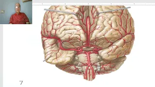 Anatomy of CNS Module in Arabic 2024 (Blood supply of brain, Anterior cerebral artery), Dr. Wahdan.