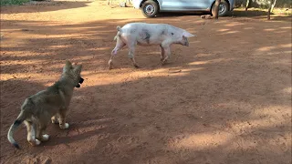 German shepherd puppy meeting a pig for the first time