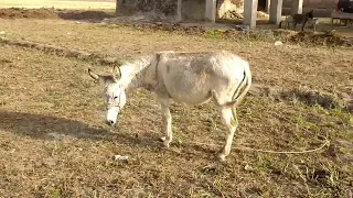 Beautiful Donkey  | Donkey  | Donke others More | Love