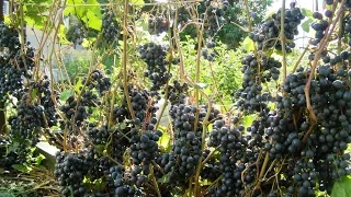Виноград для Кузбасса, сорта которые мы выращиваем