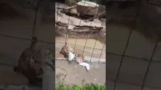 JAGUAR ATACA A MENOR EN ZOOLÓGICO DE LEÓN