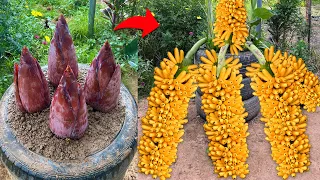 How to grow banana to produce more fruit in a short time from banana flowers | Grafting banana tree