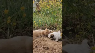 #shorts - Worlds most beautiful Shih Tzu and Labrador puppy #cute