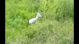 Biała sarna. White deer