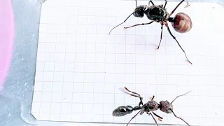 Paraponera clavata (Ecuador) vs Dinomyrmex gigas (Singapore) (2) 25.05.2024