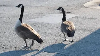 Urban geese 2