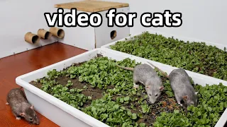 Cat Tv🐭Rat Video for Cats to Watch🐭Cat Game to Relax your pets