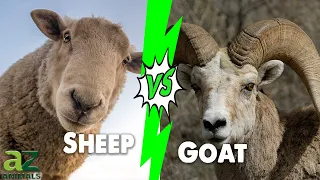 Goat Vs Sheep: The 6 Key Differences Explained