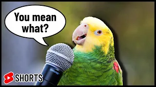 Can parrots understand humans?
