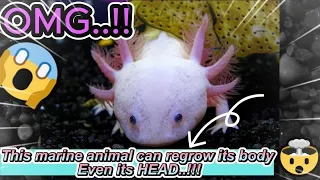 World's Animals: "The Insane Biology of The Axolotl