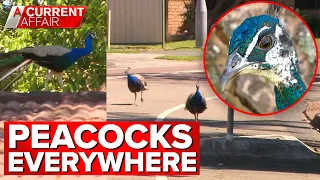 Australian neighbourhood overrun by peacocks | A Current Affair