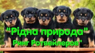 Выставка собак. Ринг ротвейлеров. Рідна природа. Одесса. Dog show. VLOG DOG. CAC. CACIB. Чемпионы.