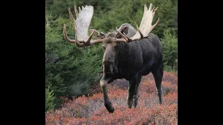 Coffee Can Bull Moose Call