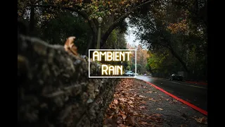 Ambient Rain-Taking a walk in a rainy forest