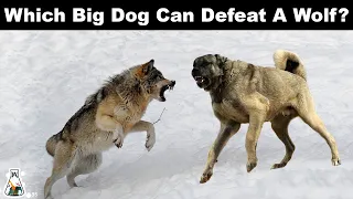 5 Dogs That Could Defeat A Wolf