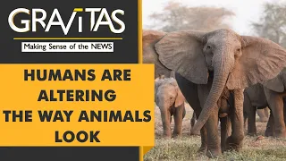 Gravitas: Elephants being born without tusks in Mozambique