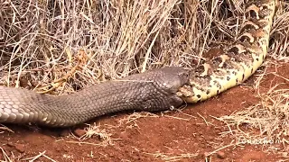 Giant spitting cobra seen dragging a puff adder in the savannah for lunch!