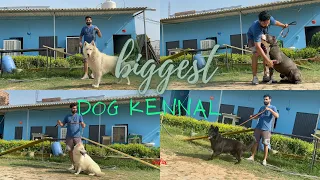 India Biggest Dog Kennal In Punjab | All Import Dog Breeds