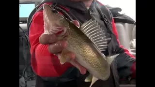 Upper Red Lake Walleye Regulations Announced