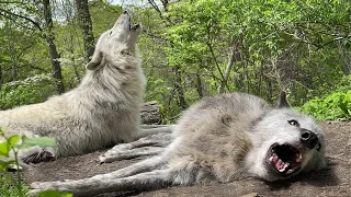 The Cutest Howls Are From Lazy Wolves