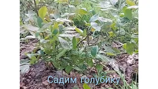 Сажаем Голубику с мужем