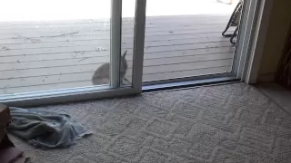 Wild rabbit wants in NOW!!!