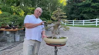 How I Turned a $3000 Bonsai Into a $20000 Bonsai