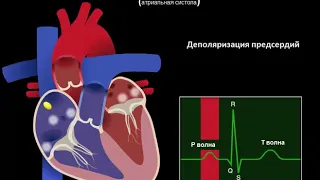 фазы сердечного цикла на экг