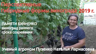 Виноград Памяти Буйненко- участок Пузенко Натальи Лариасовны