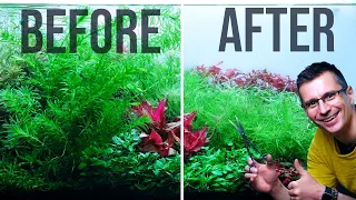 Dutch Style Planted Aquarium TRIMMING | Relaxing Timelapse