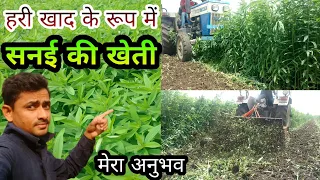 हरी खाद के रूप में 🌾 सनई की खेती 👉 मेरा अनुभव | Sanai/sunn crop as a Green Manure | sanai ki kheti