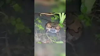 this frog is so noisy at night