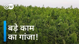 तंबाकू की जगह गांजे की खेती [Industrial hemp production is improving in Zimbabwe]