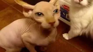 Sphynx cat meowing for food. Sfinks miauczy o jedzenie