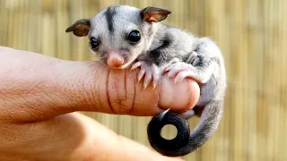 Cute Sugar Glider Videos 😍 Sugar Gliders Are Awesome