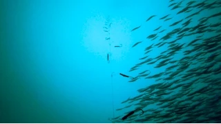 GoPro Underwater Mackerel Fishing.
