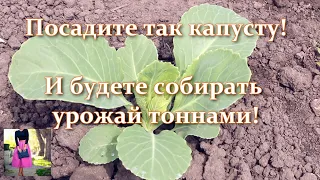 Planting cabbage in open ground: when to plant and sow cabbage - seedling method, seed cabbage