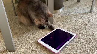 Кошка играет на планшете iPad