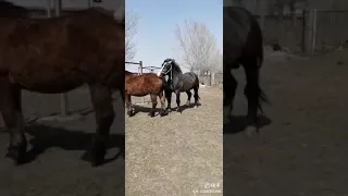 Horse mating clip #1 - Most breeding horse#1