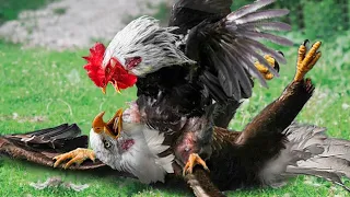 The Remarkable Account Of A Hen's Courageous Fight Against A Savage Eagle To Keep Her Chicks Safe