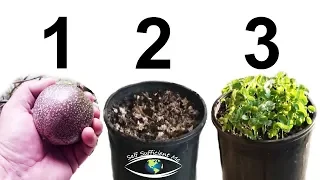 How to Grow Passion Fruit from SEED