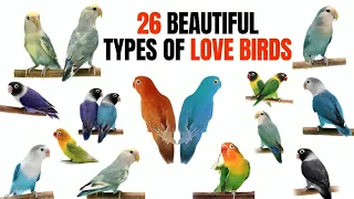 Types of Love birds | lovebirds mutation | love birds