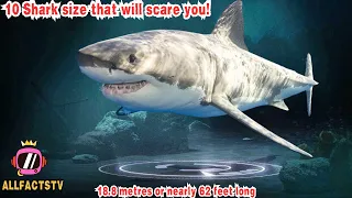 Top ten Biggest Sharks  in the World