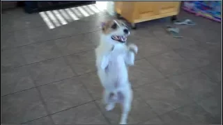 This Dog Can Dance! Jesse's Adorable Dog Trick