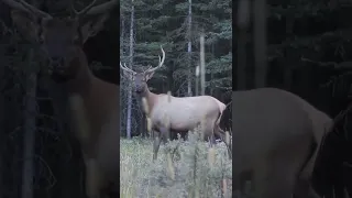 Craziest Archery Elk Shot!