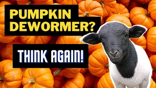 I Changed My Mind About Pumpkin Dewormer For Livestock, Sort Of...