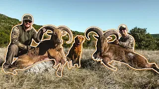 HUNTING free range AOUDAD RAMS  in the Texas Hill Country (PART 2)